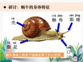 教科版科学 一下2-3《观察一种动物》课件PPT