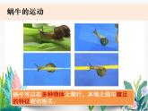 教科版科學(xué) 一下2-3《觀察一種動物》課件PPT