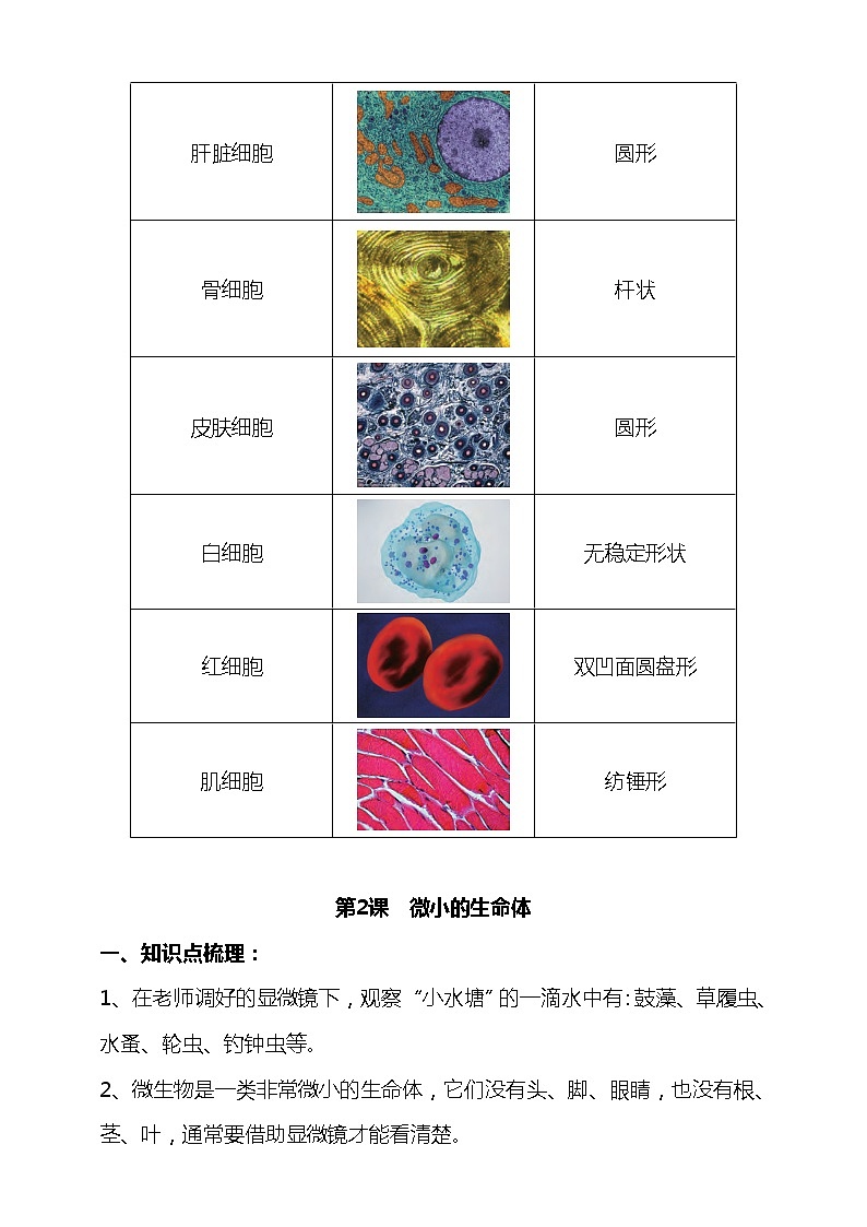 新苏教版五年级科学下册第一单元《显微镜下的生命世界》知识点梳理、教材问题解答、实验探究02