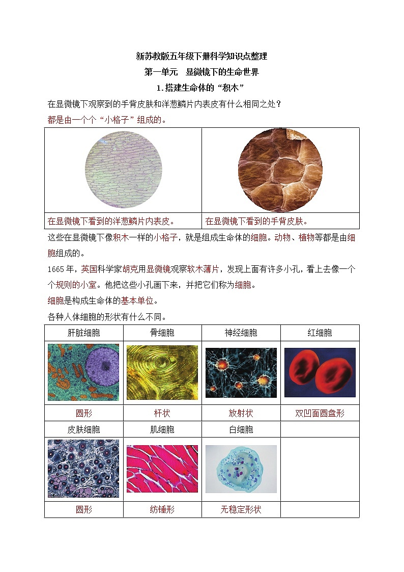 新苏教版五年级下册科学第一单元《显微镜下的生命世界》知识点整理第1页