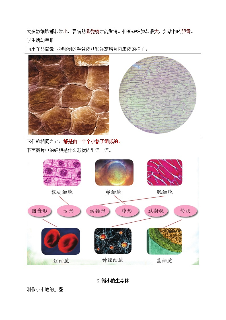 新苏教版五年级下册科学第一单元《显微镜下的生命世界》知识点整理第2页