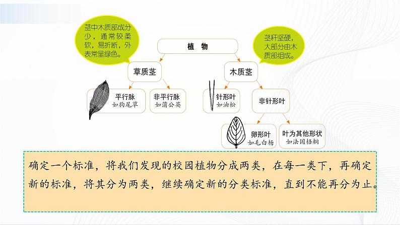 2.2《制作校园生物分布图》课件+教案+记录单08