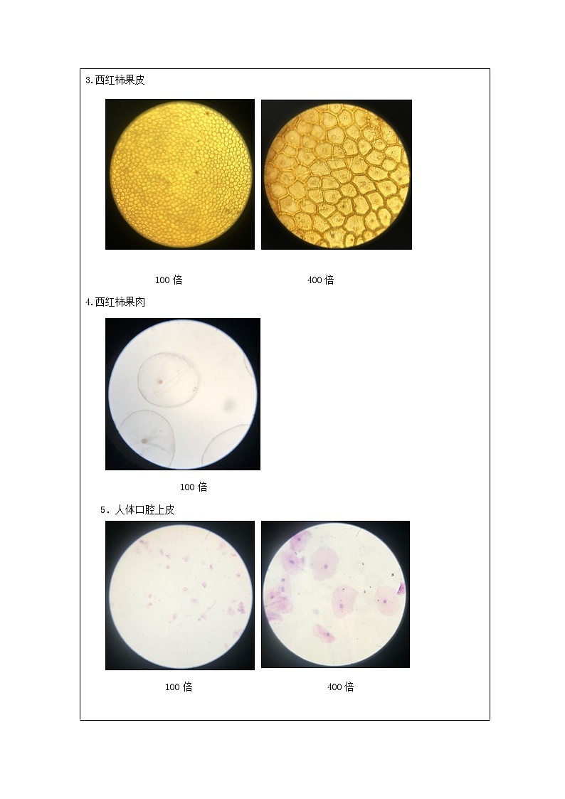 科教版小学科学六年级【科学（教科版）5】观察更多的生物细胞-学习任务单学案02