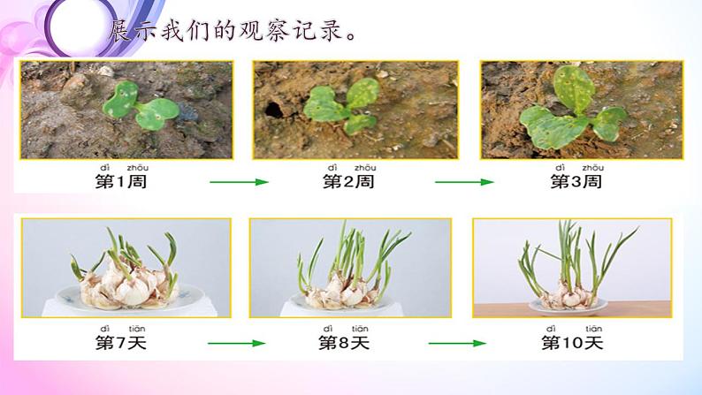 5教科版科学 .植物是“活”的吗课件PPT08