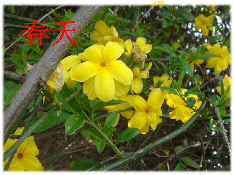 教科版科学 6、不同的季节 （精品课件）04