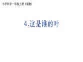 1教科版科学 .1.4《这是谁的叶》课件PPT