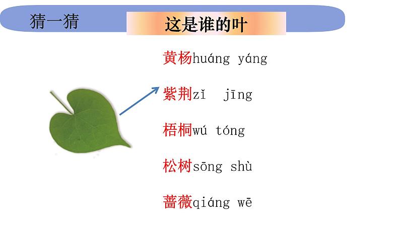 1教科版科学 .1.4《这是谁的叶》课件PPT05