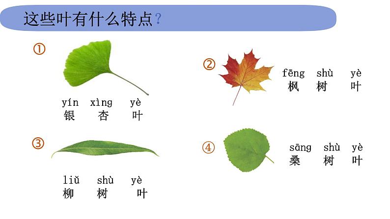 1教科版科学 .1.3《观察叶》课件PPT第8页