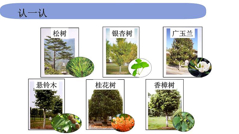 1教科版科学 .1.1《我们知道的植物》课件PPT02