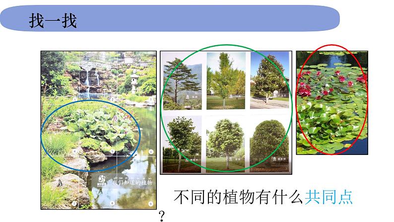 1教科版科学 .1.1《我们知道的植物》课件PPT07