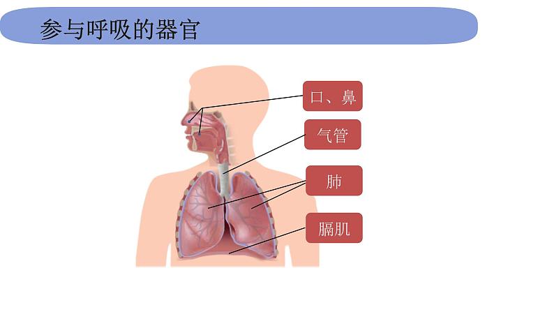 4教科版科学 .2.1《感受我们的呼吸》课件PPT05