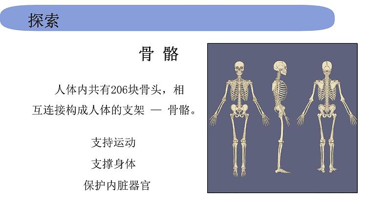 5教科版科学 .4.2《身体的运动》 课件PPT04