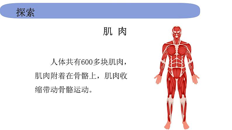 5教科版科学 .4.2《身体的运动》 课件PPT06