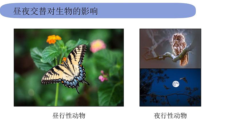 6教科版科学 .2.7《昼夜和四季变化对生物的影响》课件PPT05