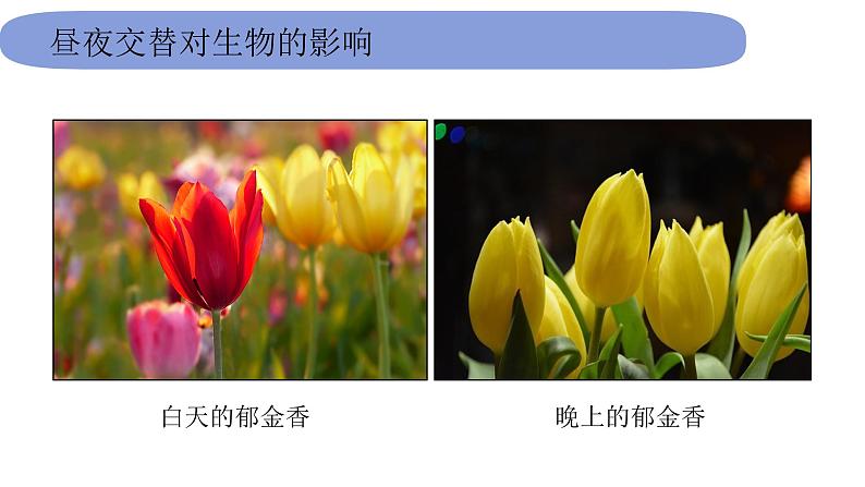 6教科版科学 .2.7《昼夜和四季变化对生物的影响》课件PPT06