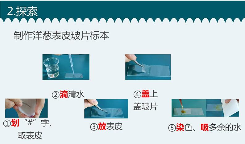 4教科版科学 .《观察洋葱表皮细胞》课件PPT04