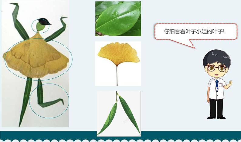 教科版科学 《这是谁的叶》课件03