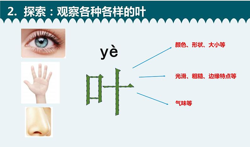 教科版科学 《观察叶》课件03