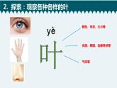 教科版科学 《观察叶》课件