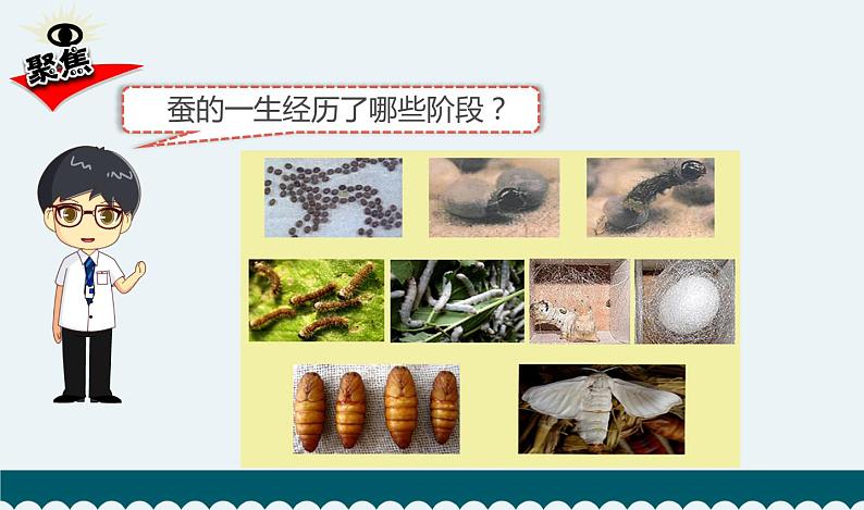 教科版科学 2-8《动物的一生》教学课件02