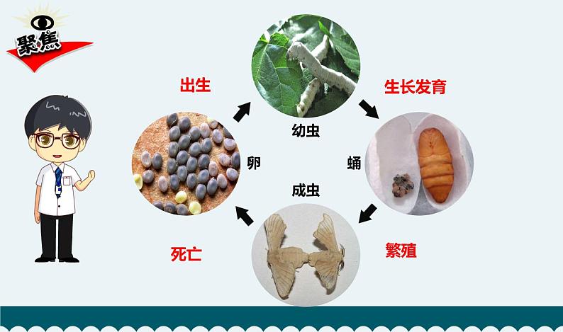 教科版科学 2-8《动物的一生》教学课件03