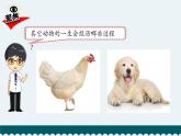 教科版科学 2-8《动物的一生》教学课件
