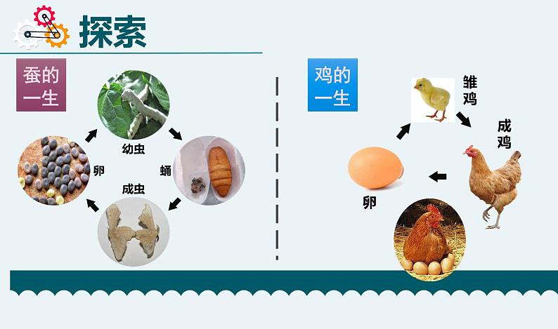 教科版科学 2-8《动物的一生》教学课件07