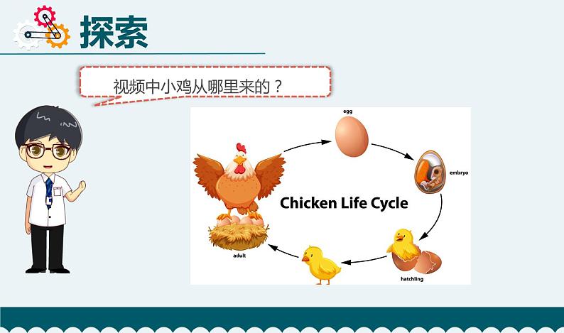 教科版科学 2-7《动物的繁殖》教学课件03