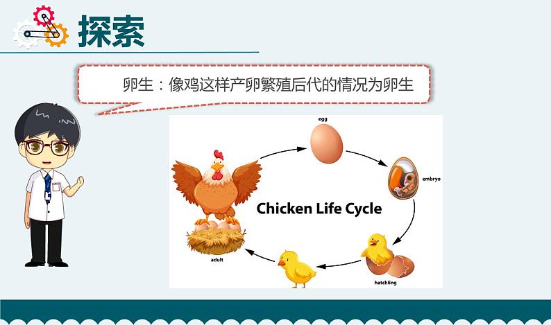 教科版科学 2-7《动物的繁殖》教学课件04