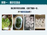 教科版科学 2-6《蚕的一生》教学课件