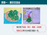 教科版科学 2-6《蚕的一生》教学课件