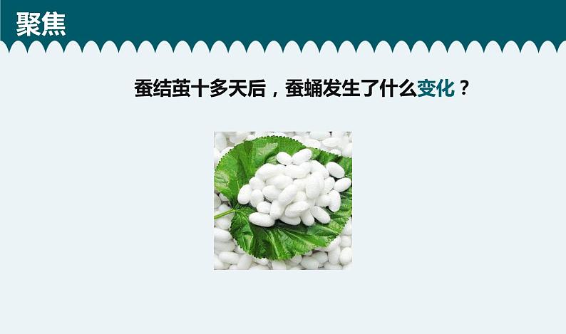 教科版科学 2-5《茧中钻出了蚕蛾》教学课件第2页