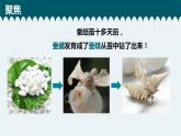 教科版科学 2-5《茧中钻出了蚕蛾》教学课件