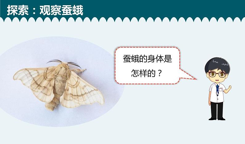 教科版科学 2-5《茧中钻出了蚕蛾》教学课件第4页