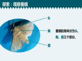 教科版科学 2-5《茧中钻出了蚕蛾》教学课件