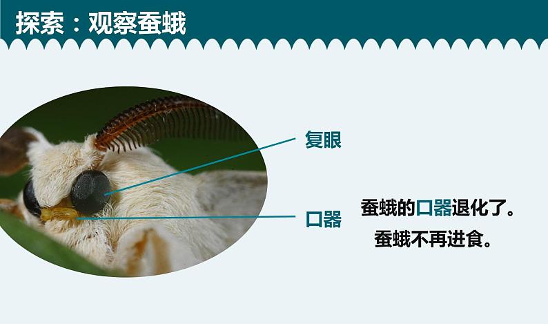 教科版科学 2-5《茧中钻出了蚕蛾》教学课件第7页