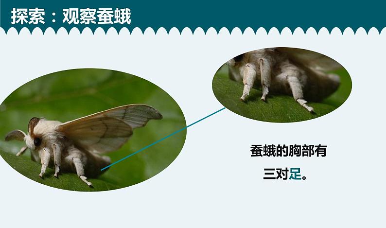 教科版科学 2-5《茧中钻出了蚕蛾》教学课件第8页