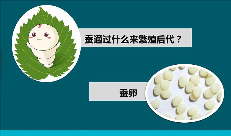 教科版科学 2-2《认识其他动物的卵》教学课件02