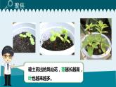 1教科版科学 .4 茎和叶课件PPT