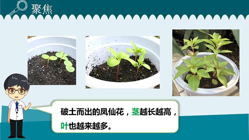 1教科版科学 .4 茎和叶课件PPT02