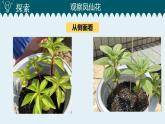 1教科版科学 .4 茎和叶课件PPT