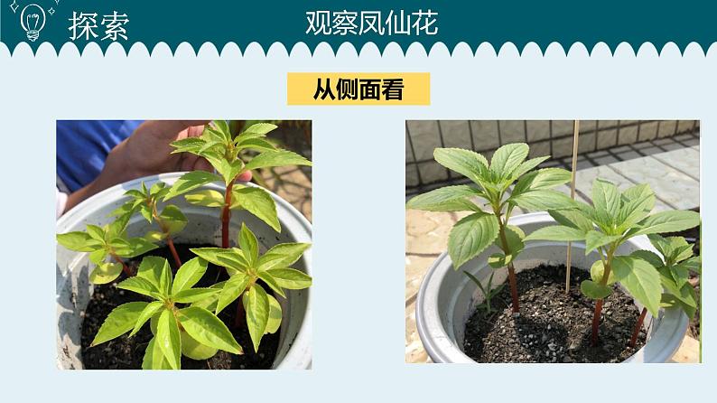 1教科版科学 .4 茎和叶课件PPT04