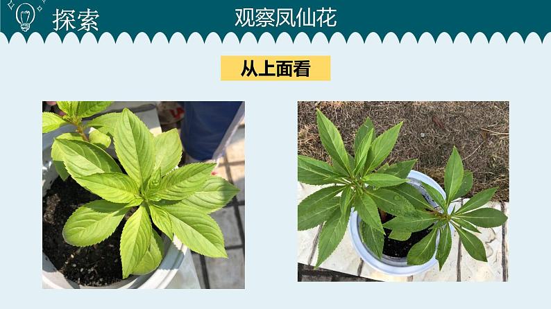 1教科版科学 .4 茎和叶课件PPT05