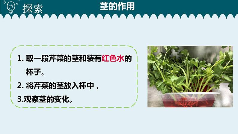 1教科版科学 .4 茎和叶课件PPT06