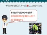 1教科版科学 .2 种植凤仙花课件PPT
