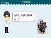 1教科版科学 .2 种植凤仙花课件PPT