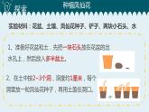 1教科版科学 .2 种植凤仙花课件PPT