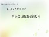 第14课《测试我们的反应》教学课件+教材分析 粤教版小六科学上册