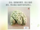 第15课《大脑的作用》教学课件+教材分析 粤教版小六科学上册