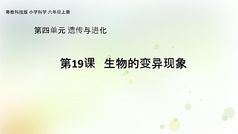 第19课《生物的变异现象》教学课件+教材分析 粤教版小六科学上册01